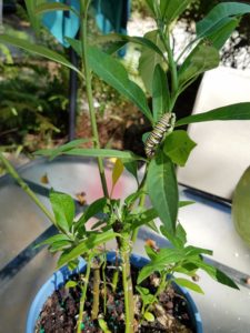 Milkweed Plant for Butterflies